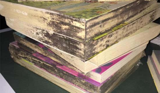 檔案室紙張發(fā)霉 檔案室紙張發(fā)霉